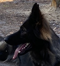 a black and brown dog laying on the ground