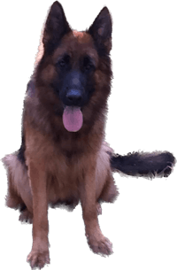 a german shepherd dog sitting on a black background