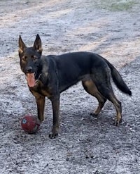 person, an adoptable german shepherd in st petersburg, fl