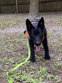a black dog with a green leash in a yard